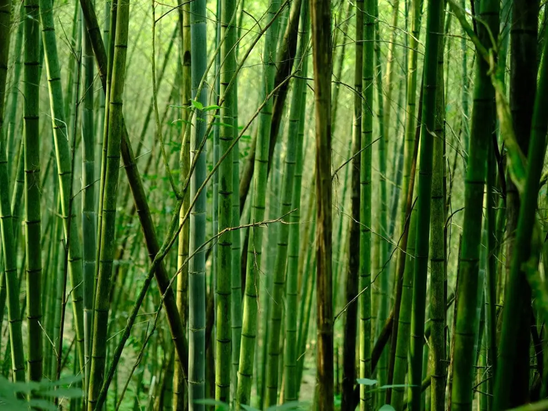 Bambu™